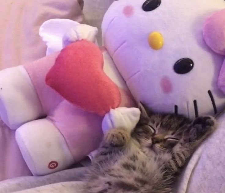 a kitten sleeping next to a hello kitty stuffed animal