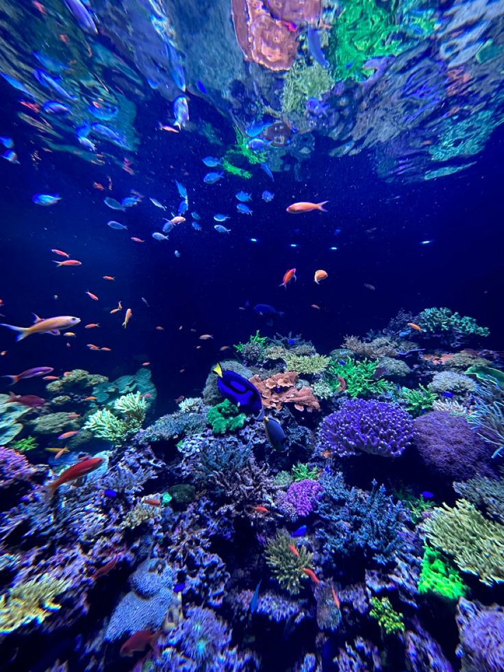 an aquarium filled with lots of colorful fish and corals in the middle of it