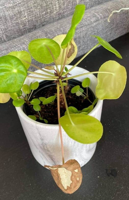 a potted plant with some green leaves