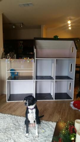 a black and white dog sitting on the floor in front of a bookcase with shelves