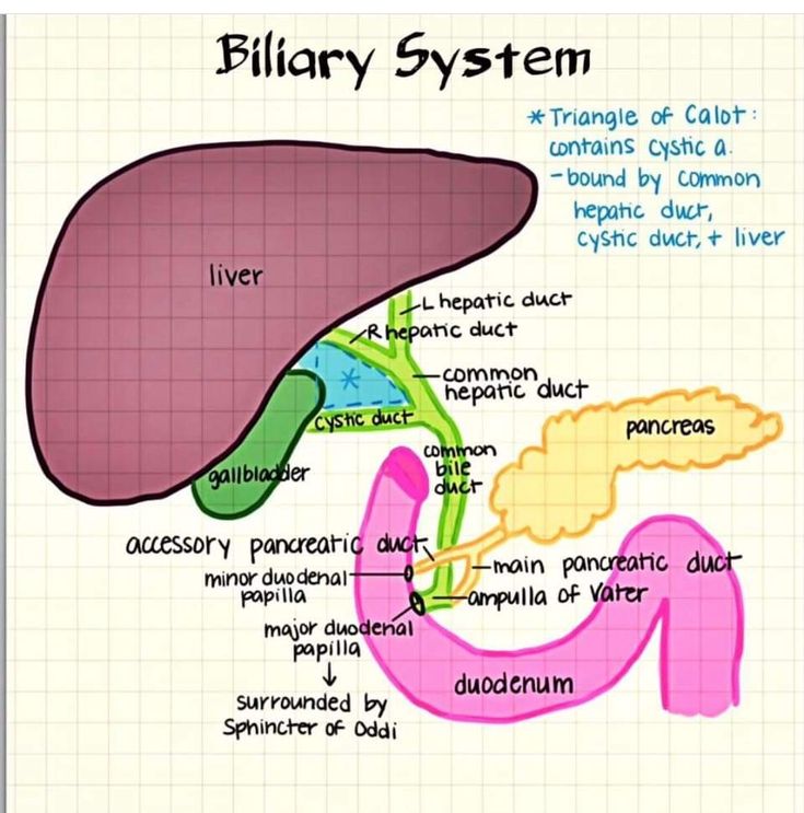 diagram of the human liver and its major functions, including bile system with labels on it