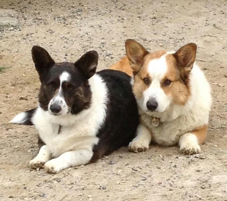 two brown and white dogs laying down on the ground next to each other in dirt