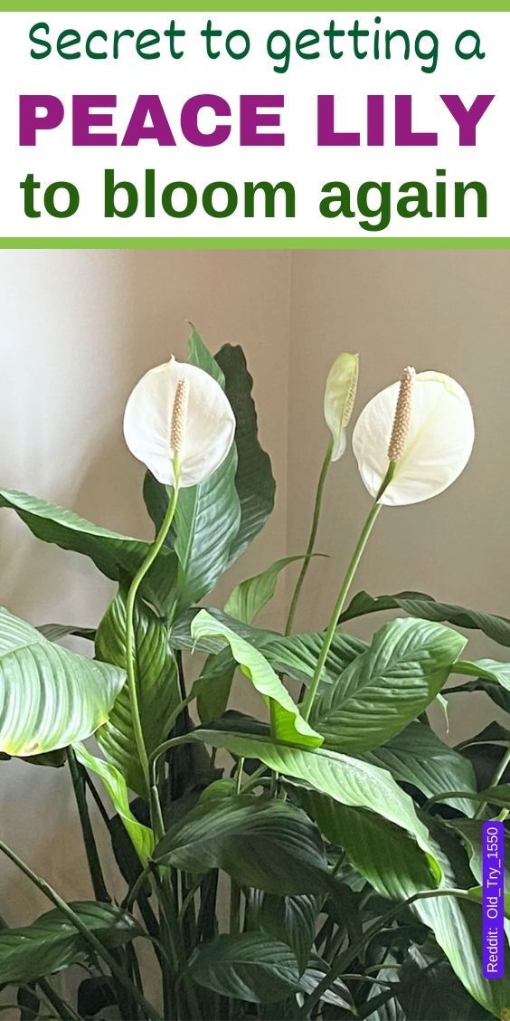 a potted plant with white flowers in it and the words secret to getting a peace lily to bloom again