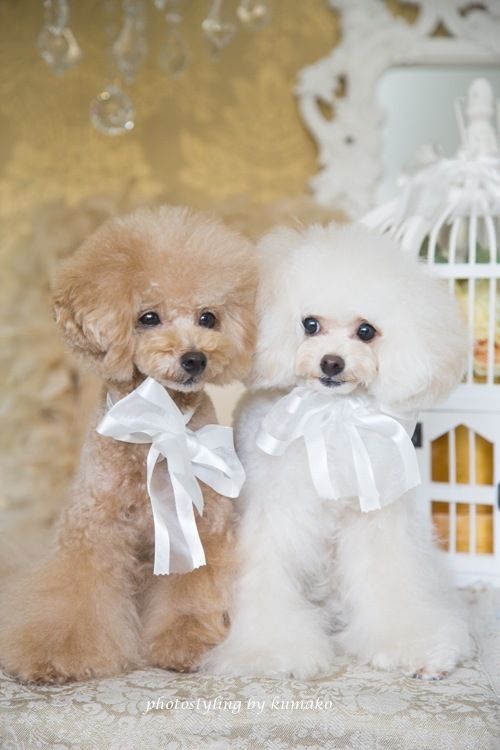 two poodles sitting next to each other in front of a birdcage