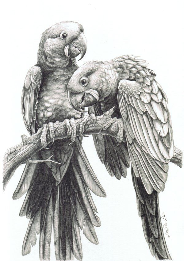 pencil drawing of two parrots sitting on a branch