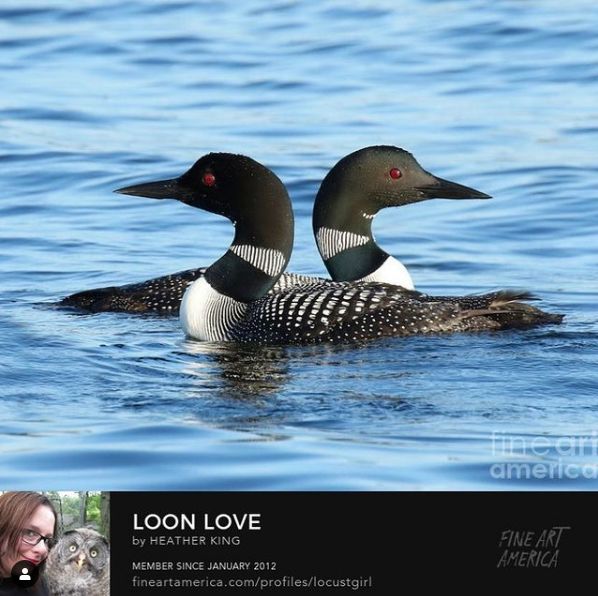 two loons are swimming in the water together