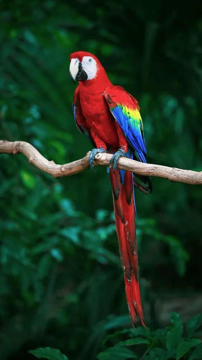 a red parrot sitting on top of a tree branch in the forest with green leaves