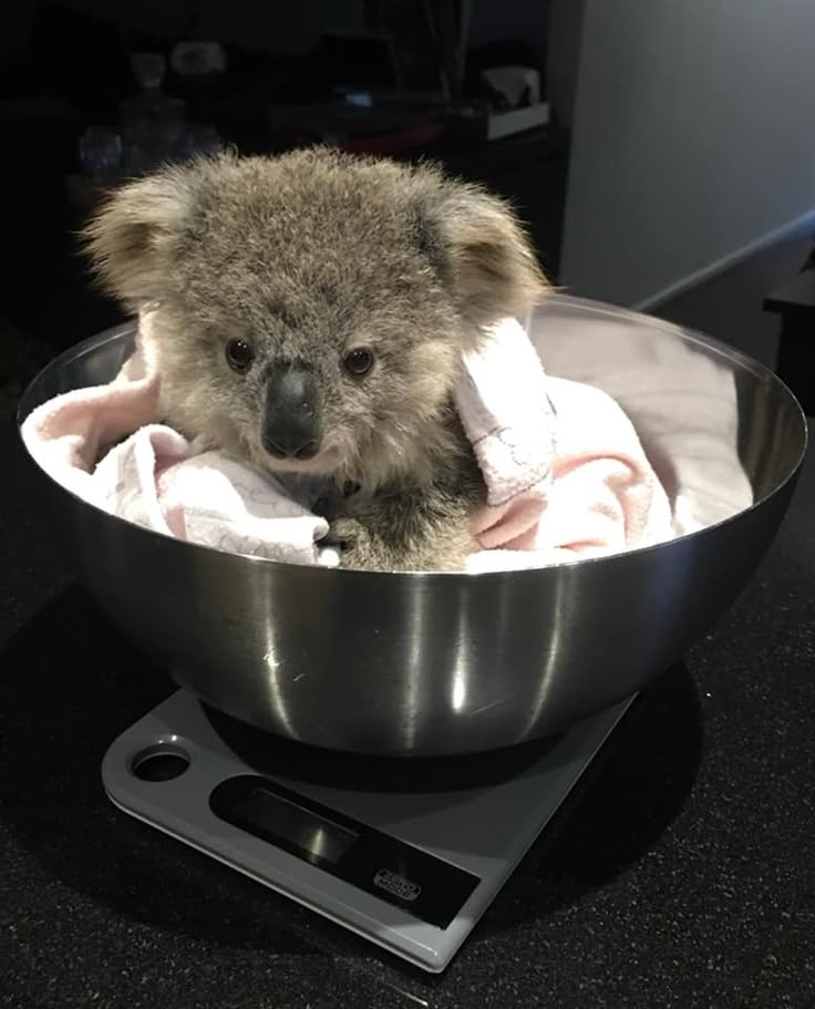 a baby koala is sitting in a bowl on top of a scale and wrapped in a towel