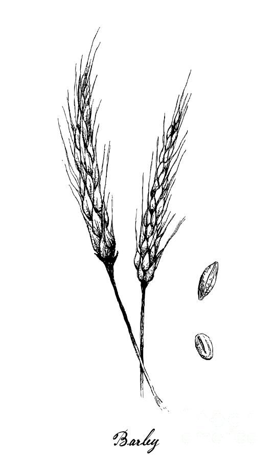 Wheat And Barley Tattoo, Barley Tattoo Ideas, Barley Embroidery, Wildflower And Barley Tattoo, Ragweed Tattoo, Barley Drawing, Alfalfa Tattoo, Barley Illustration, Harvest Tattoo