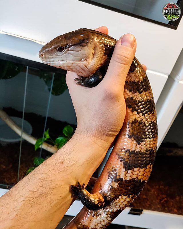 a person holding a large snake in their hand