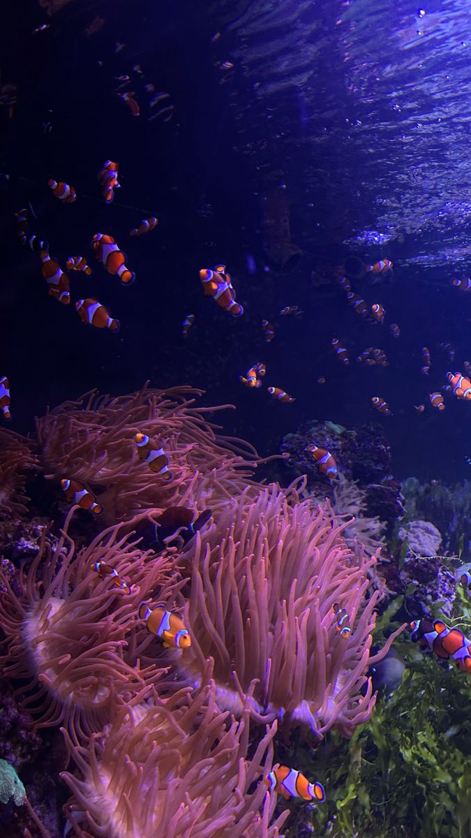 an aquarium filled with lots of different types of sea animals and fish swimming around it