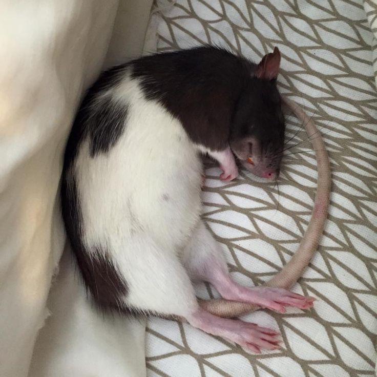 a black and white rat is curled up on the floor next to a bed sheet