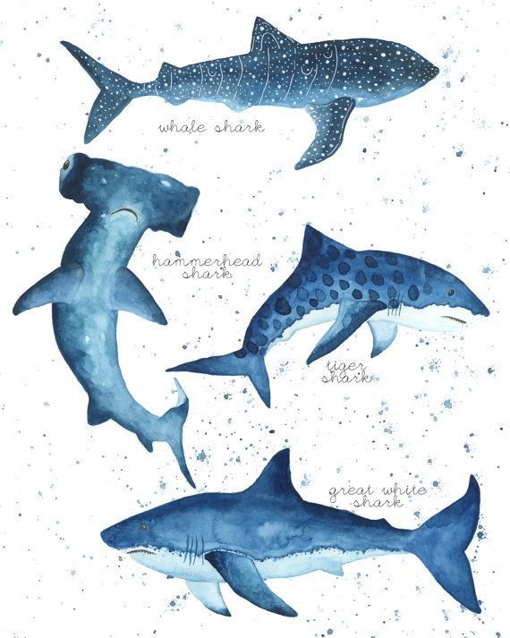 three different types of sharks in watercolor