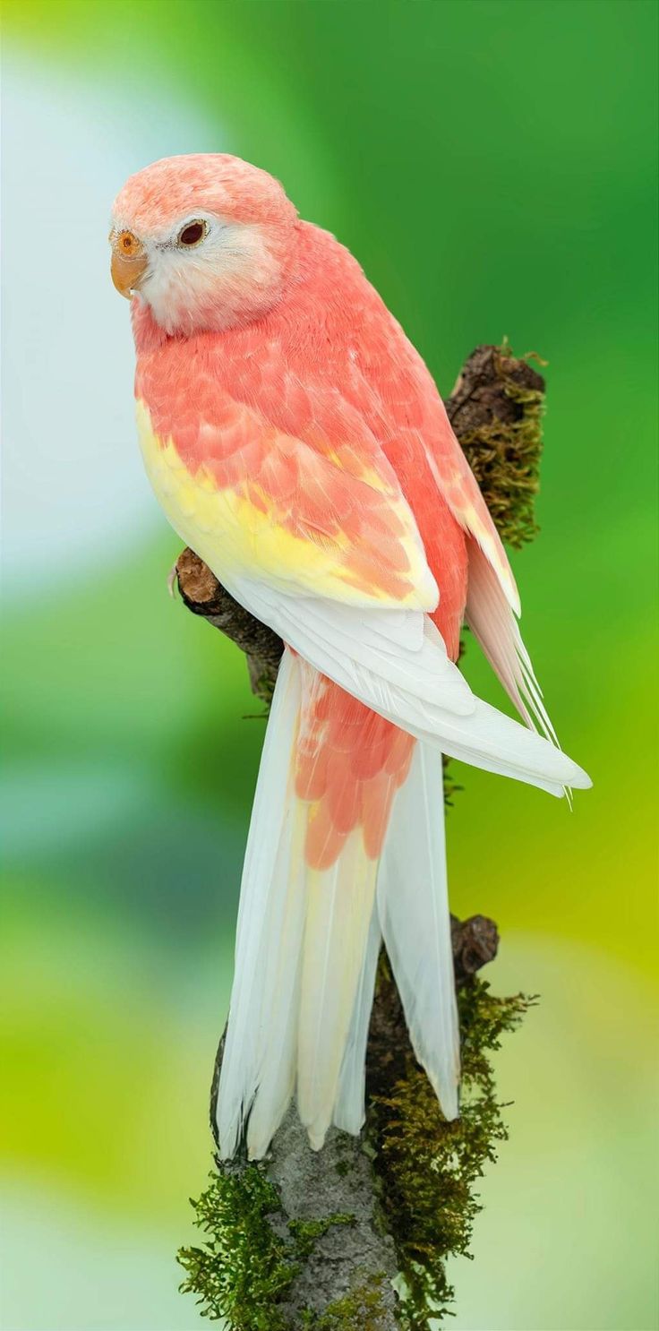 a red and yellow bird sitting on top of a tree branch