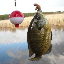 a large fish hanging from a hook in the water