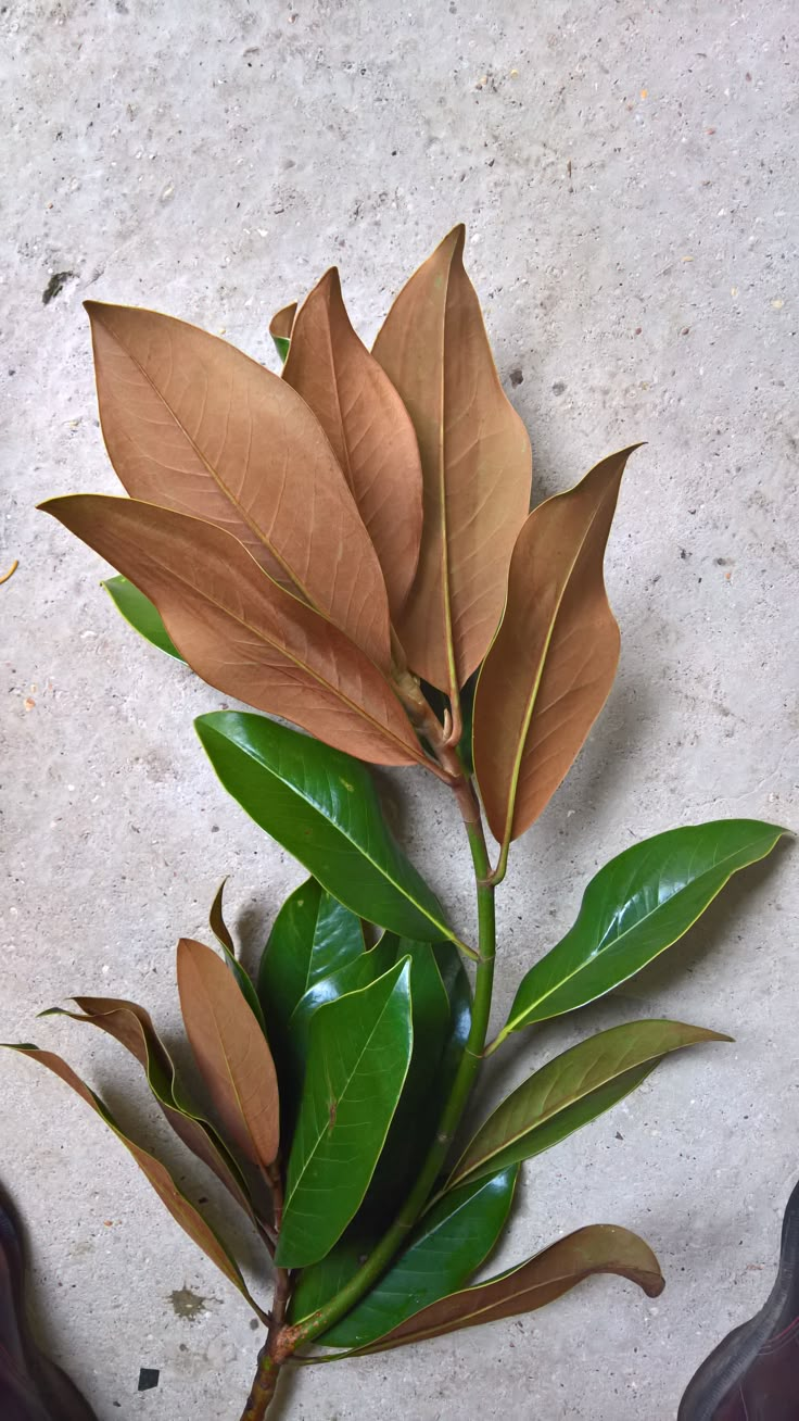 a plant that is growing out of the ground