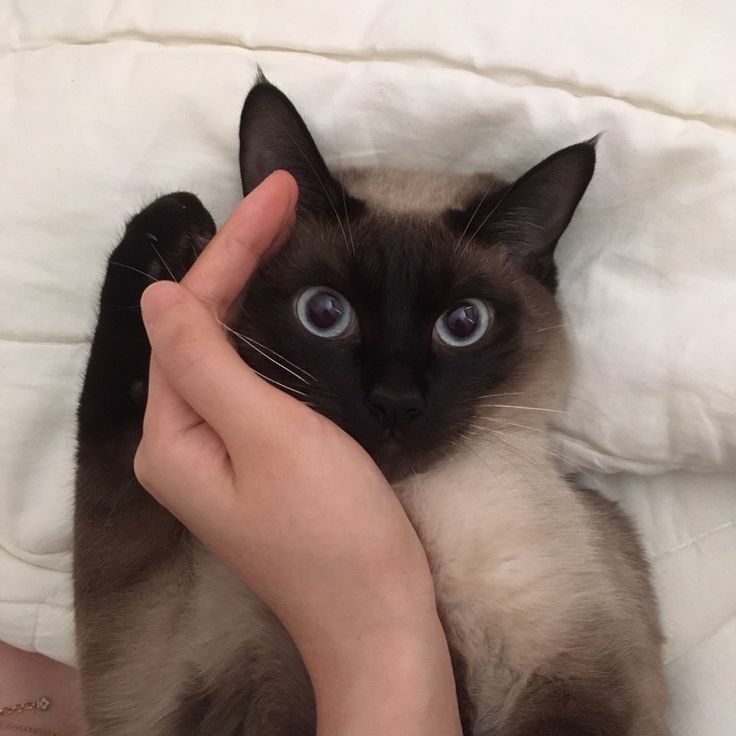 a siamese cat being petted by someone's hand on top of a bed