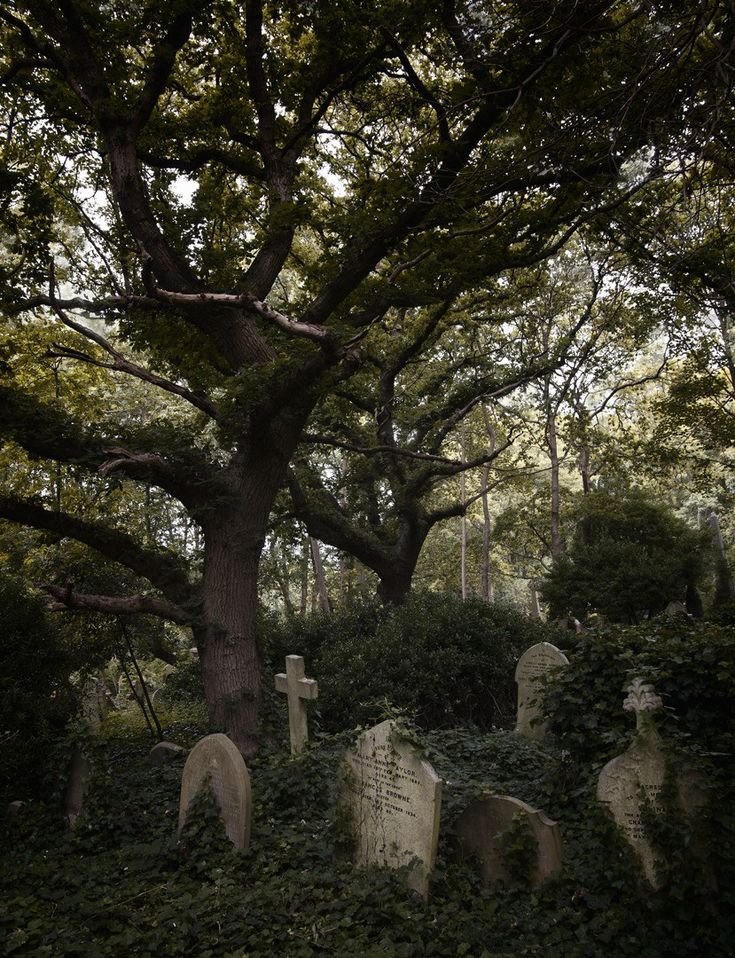 an old cemetery with tombstones and trees in the foreground, surrounded by ivy