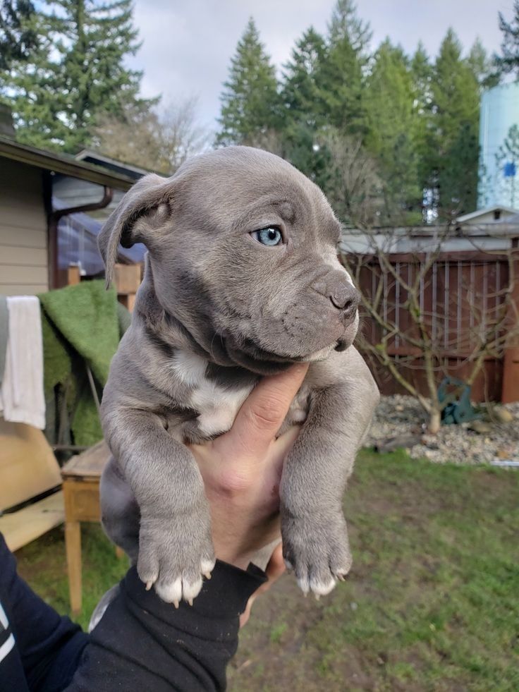 a person holding a gray puppy in their hand outside with trees and grass behind them