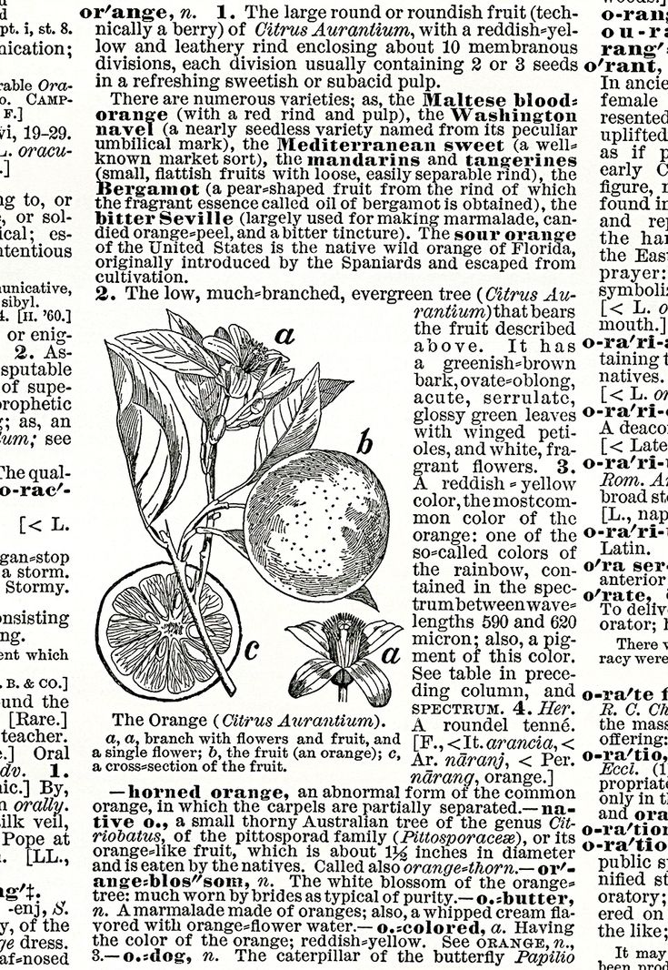 an old book page with some fruit on it