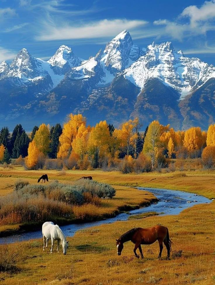 two horses graze in an open field with mountains in the background and snow - capped peaks