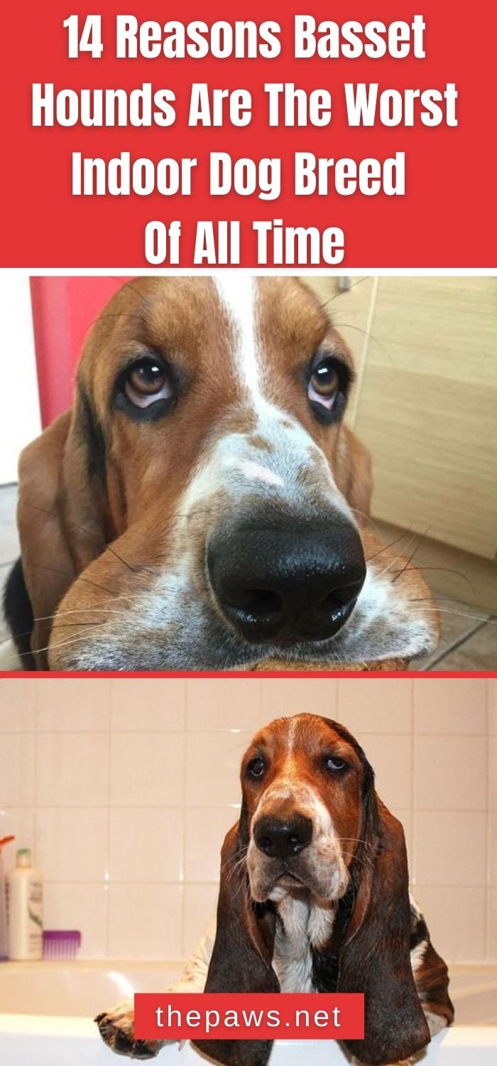 four different types of dogs in the bathroom