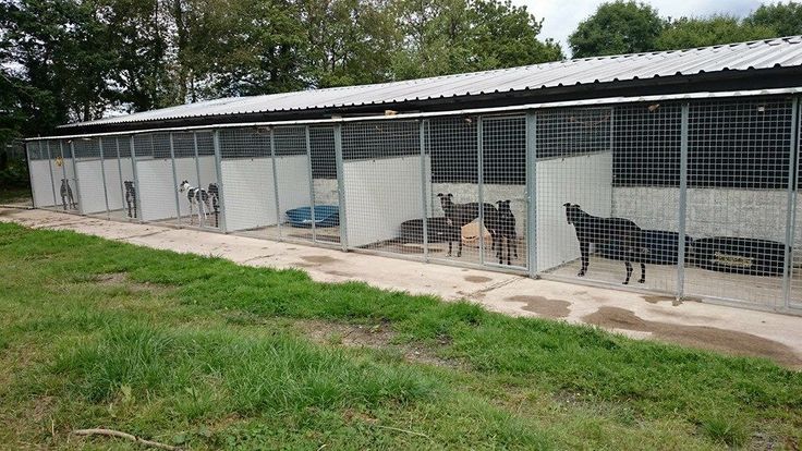 several dogs are in their kennels at the dog boarding facility, which is fenced off with metal wire