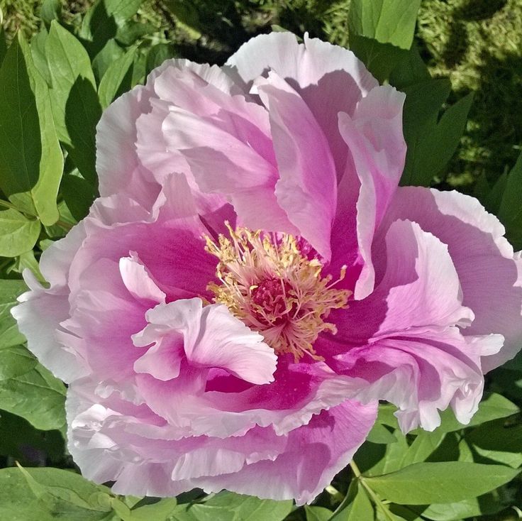 a large pink flower with green leaves around it