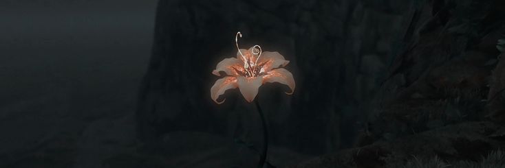 a flower that is sitting in the dark