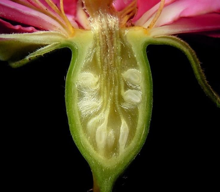 a close up view of a pink flower with yellow stamens and green tips