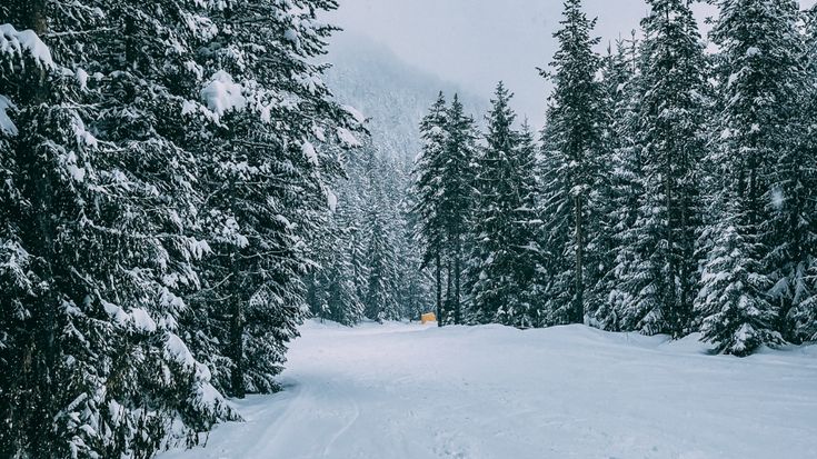 a person on skis is going down a snowy path in the woods with trees