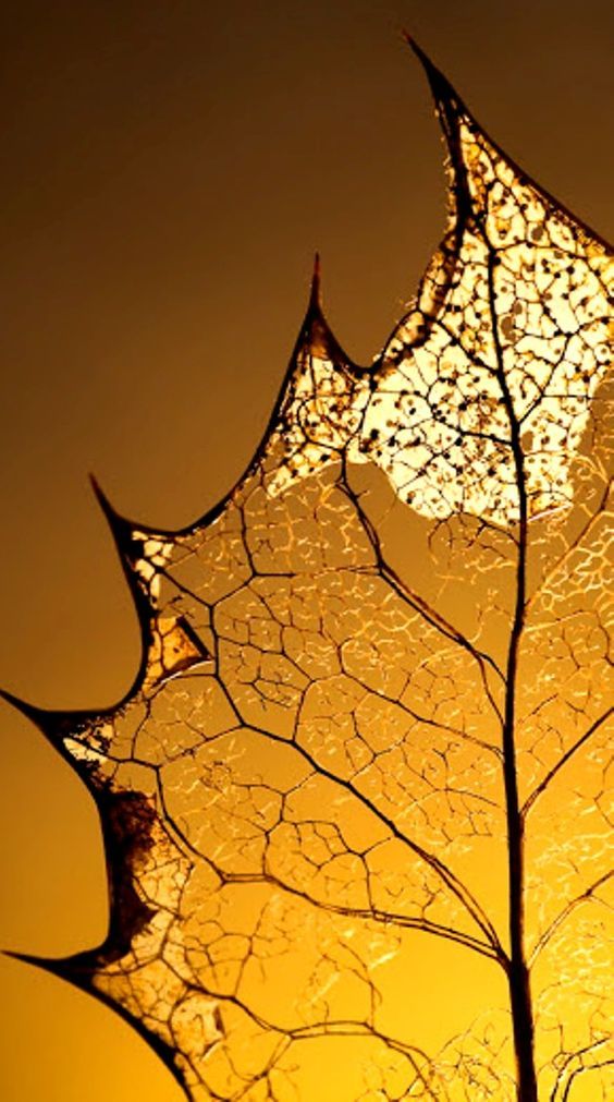 a close up view of a leaf with the sun shining on it's back