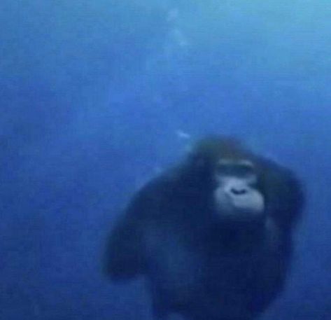 an orangutan swimming in the blue water