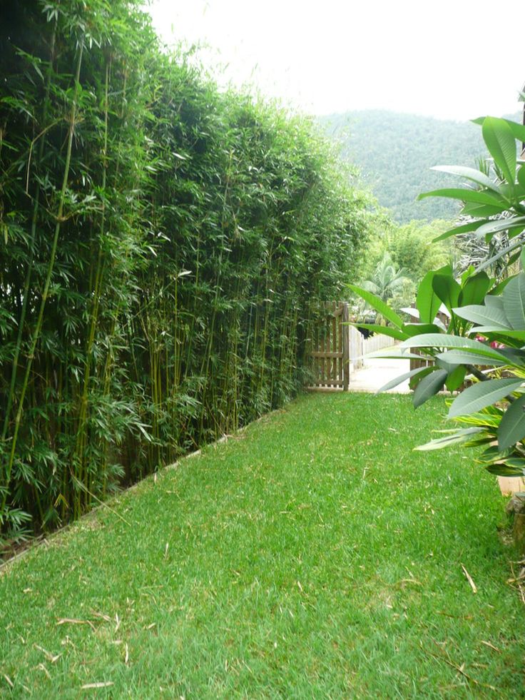 a lush green yard with lots of trees and bushes next to it, in front of a bamboo fence