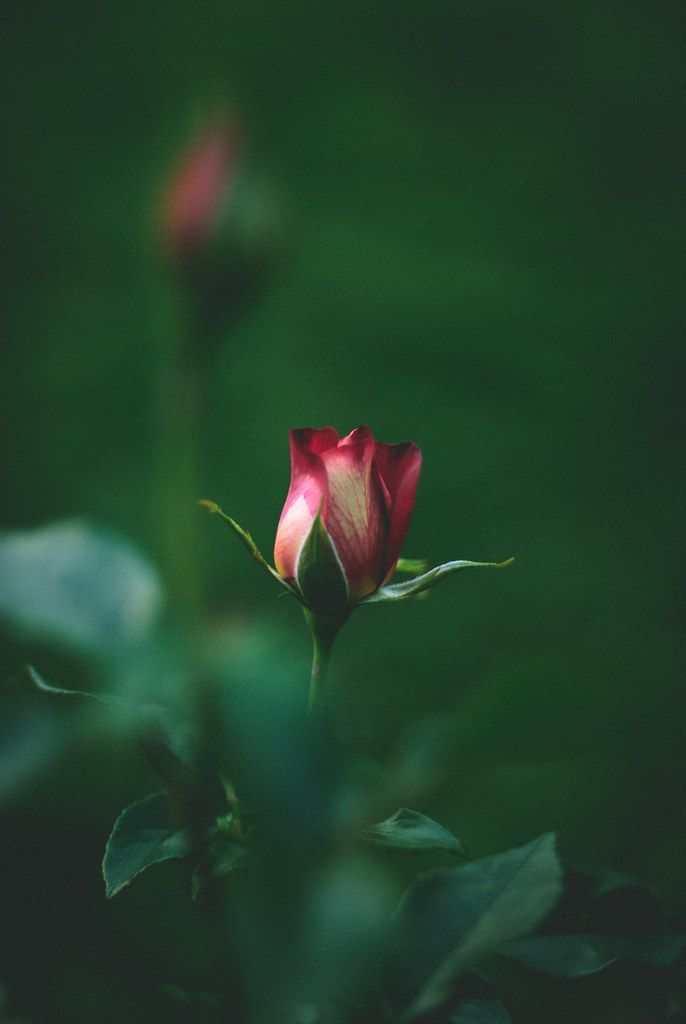 a single red rose is in the foreground with green leaves and grass behind it