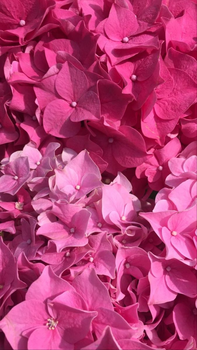 Image of loads of pink flowers 🌸 Pink Flowers Background, Pink Flowers Wallpaper, Pink Inspiration, Pink Texture, Pink Themes, Iphone Wallpaper Girly, Pink Wallpaper Iphone, Pink Vibes, All Things Pink