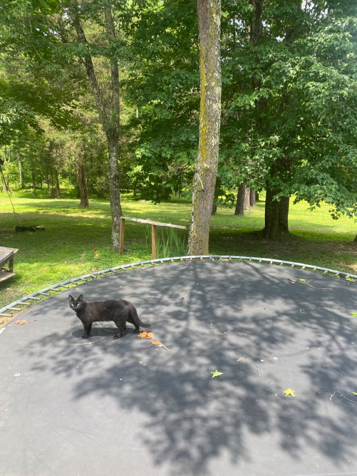 a black bear standing on top of a trampoline in a park next to trees