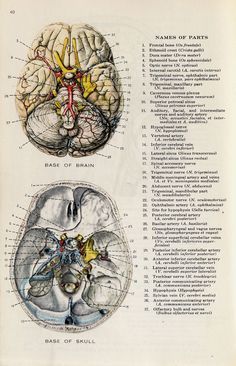 an old book with two sections of the human brain