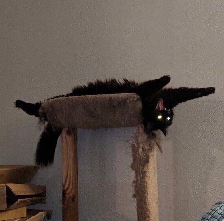 a cat laying on top of a scratching post with its eyes glowing in the dark