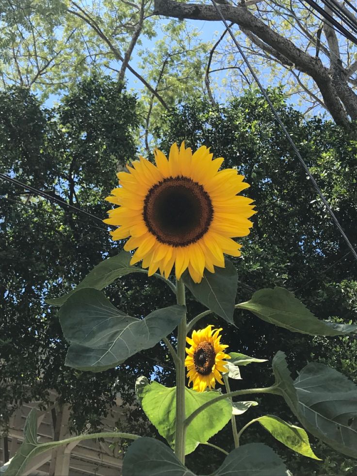 a large sunflower is blooming in front of some trees