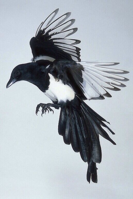 a black and white bird flying through the air