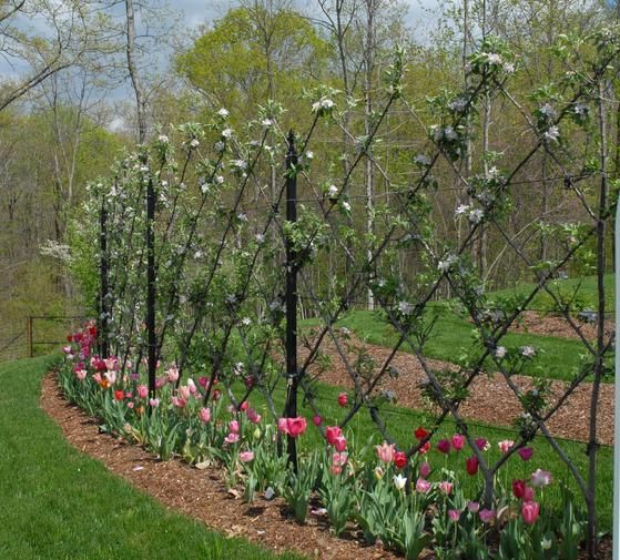 the flowers are blooming in the garden by the fence