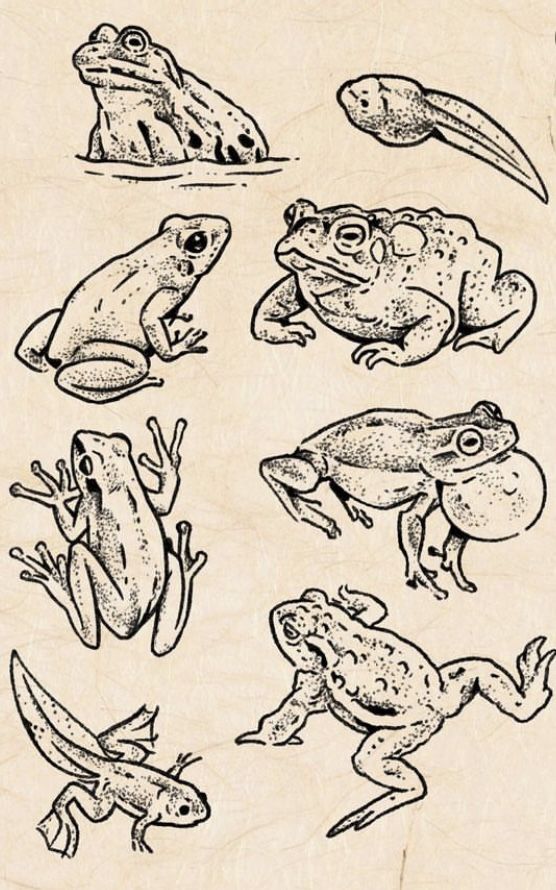 frogs and toades are drawn in black ink