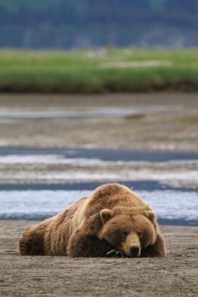 a large brown bear laying on top of a sandy beach