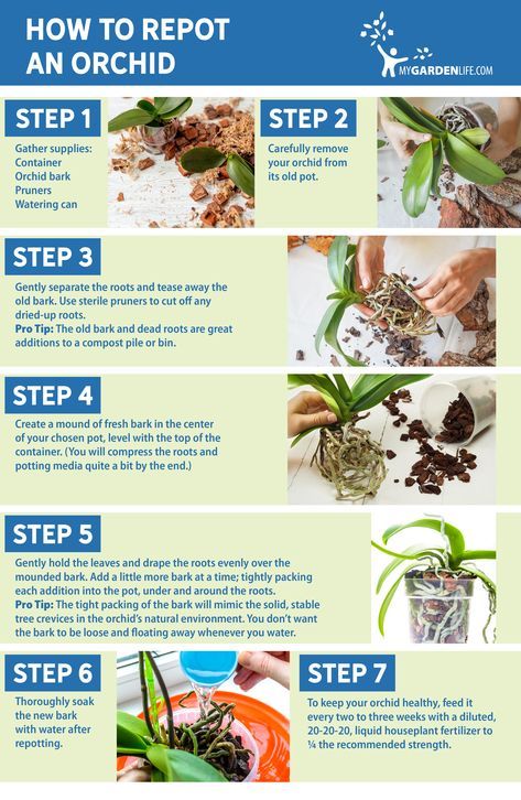 the steps to reppost an orchid plant