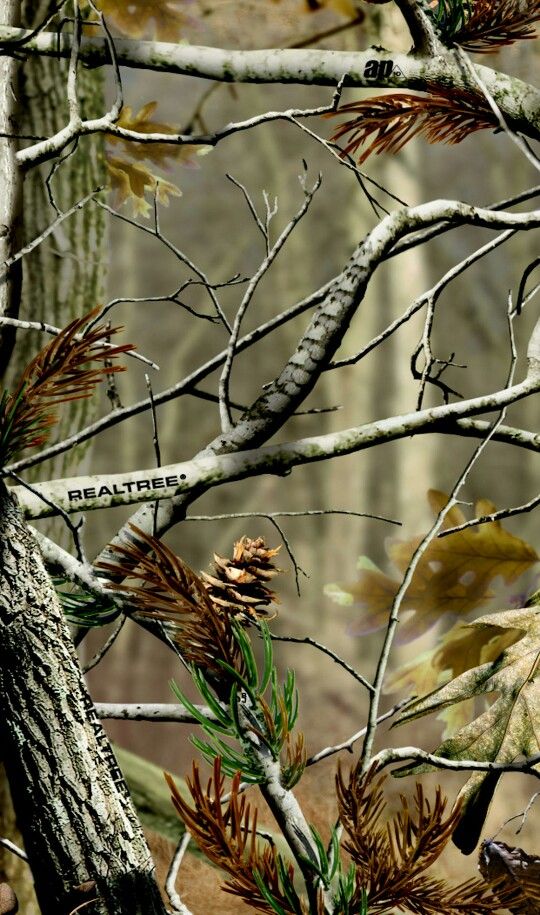 some very pretty trees in the woods with lots of leaves on it's branches