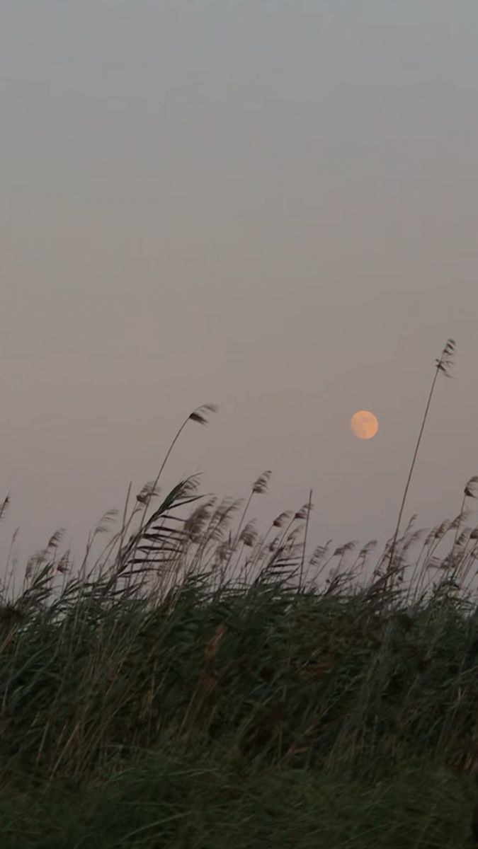 the full moon is seen behind tall grass