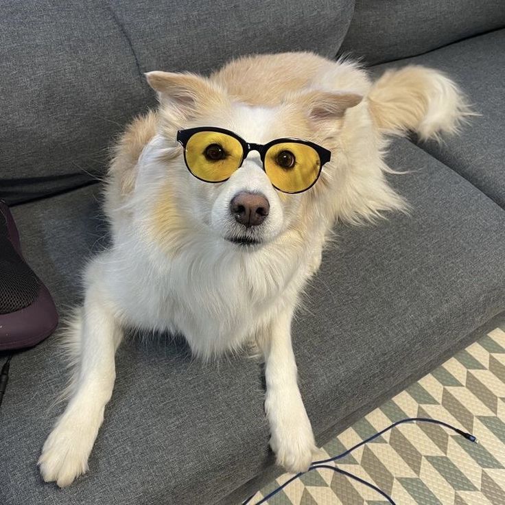 a dog wearing glasses sitting on top of a couch