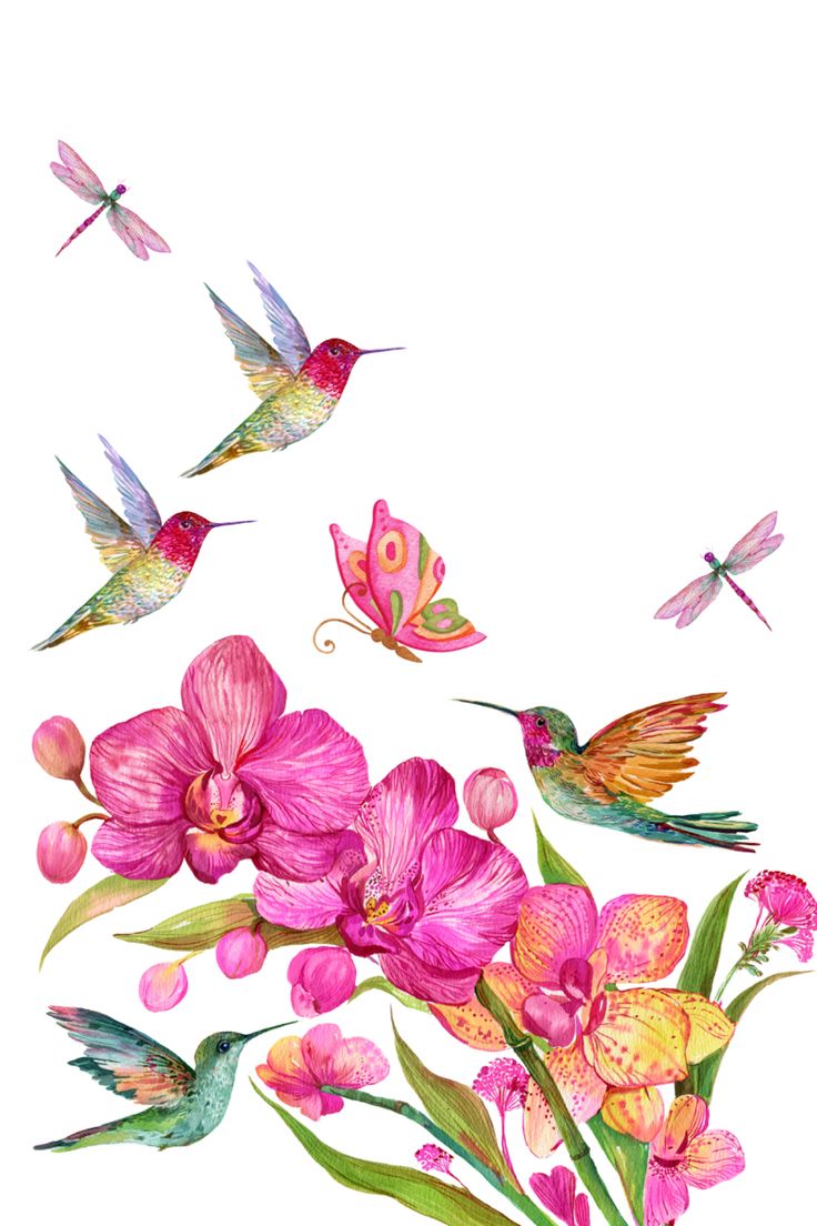 watercolor painting of pink orchids and hummingbirds