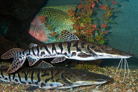 two zebra fish swimming in an aquarium next to some plants and other aquatic life on the ground